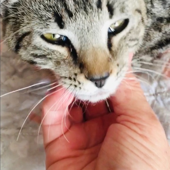 Meet your Posher, Leyla - Picture 14 of 16